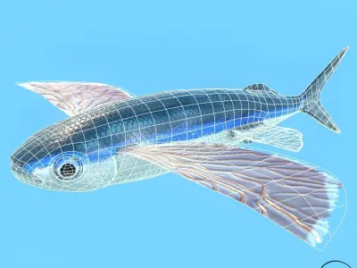 Atlantic flying fish Low-poly 3D model