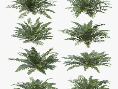 Sword Ferns 01-08 with LODs 3D model
