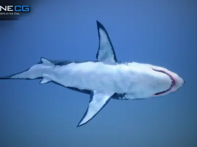 Great White Shark v2 Unity Low-poly 3D model
