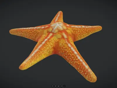 Starfish Low-poly 3D model get