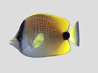 Millet Butterflyfish Low-poly 3D model