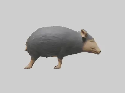 Chacoan Peccary digging model Low-poly 3D model