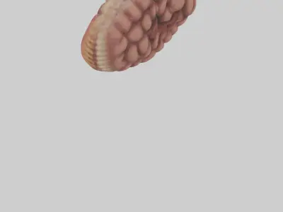 Leopard Large Intestine Low-poly 3D model