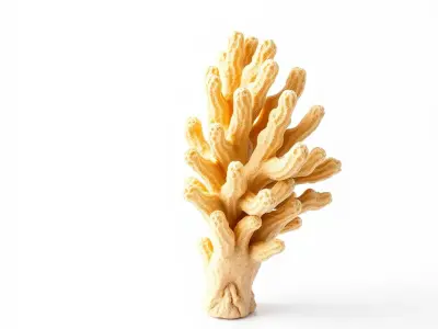 Fan-Shaped Coral Reef Structure model pack Low-poly 3D model