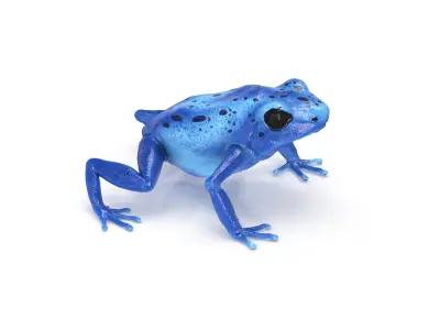 Blue Poison Dart Frog Animated 3D model