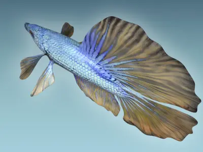 Betta Fish 4 3D model