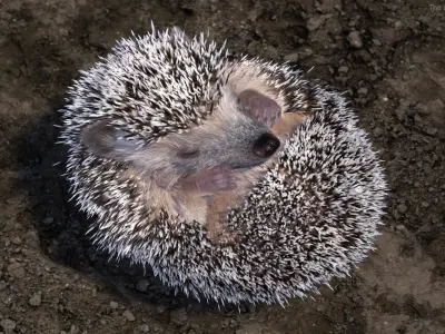 Black Hedgehog Fur Rigged 3D model