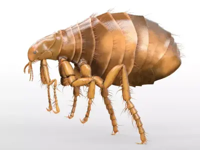 Flea Insect Low-poly 3D model