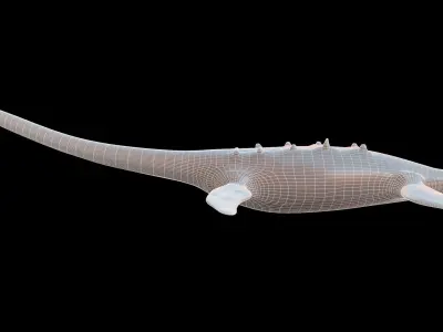 Elasmosaurus platyurus 3D model