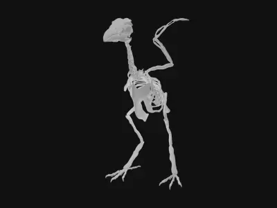 Raven skeleton 3D model purchase