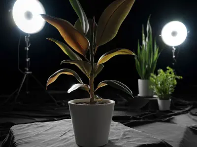 Rubber Plant Model 