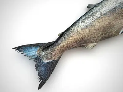 Fresh Raw Salmon 3D model