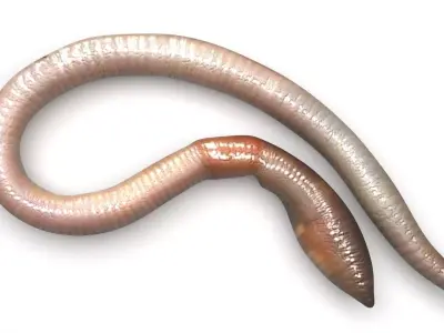 Earthworm 3D model get