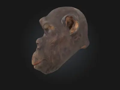Contemplative Chimpanzee Realistic Primate Model 3D model