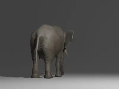 Elephant Rigged Low-poly 3D model purchase