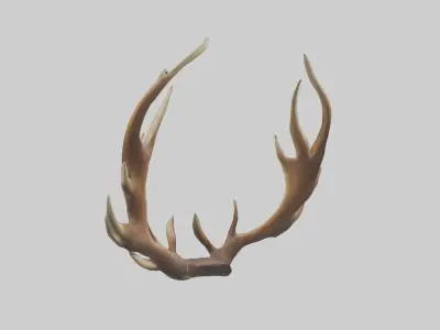 Elk Antlers Model 3D model