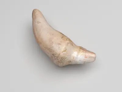 Dolphin Tooth 3D model