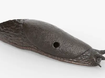  Terrestrial Slug Rigged for Blender 
