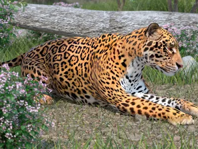 Jaguar Lying Down 3D model