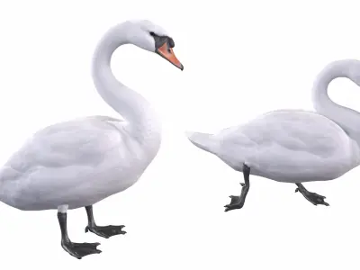 Mute Swan  purchase 3D model
