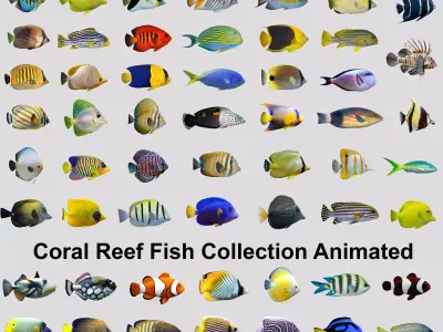 Coral Reef Fish Collection Animated Low-poly 3D model