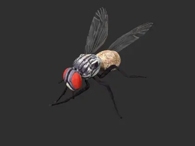 housefly fly Low-poly 3D model