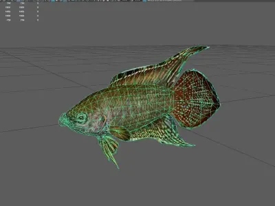 Roundtailparadisefish Low-poly 3D model
