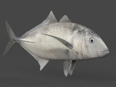 Trevally Fish 3D model purchase