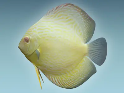 Discus Fish 9 3D model