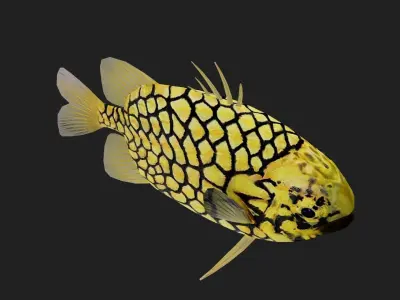 Snapper Low-poly 3D model 4