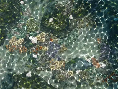 Underwater Coral Reef Habitat Ocean V3 Low-poly 3D model