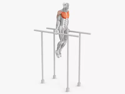 Male Muscular System Chest Dip Animated Rigged 3D model purchase