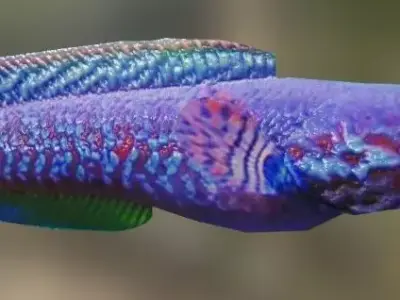 Purple Channa 3D model