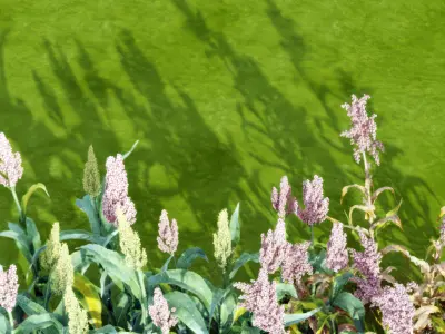 Plant sorghum flowers Modern monomer 3D model