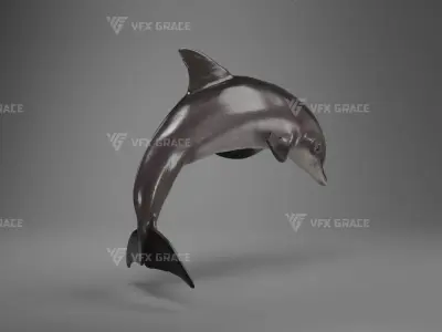 Bottlenose Dolphins Adult Animation - VFX Grace 3D model