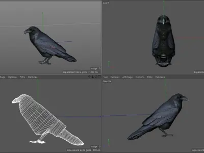 Crow Corbeau Free 3D model