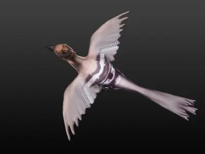 hoopie bird 3D model