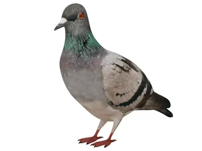 Pigeon 3D model buy