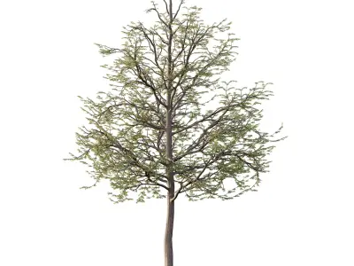 Mountain Ash Tree 09 3D model