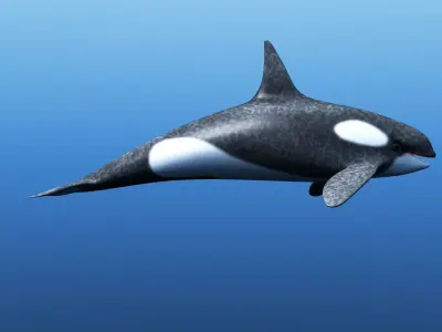 Killer Whale 3D model purchase