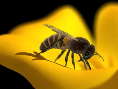 Honey Bee 3D model get