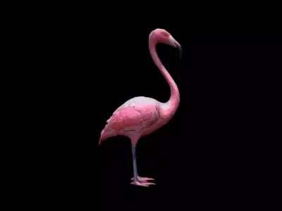 Flamingos On The Sea Beach 3d Render 3D model
