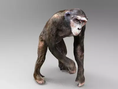 CHIMPANZEE 3D model