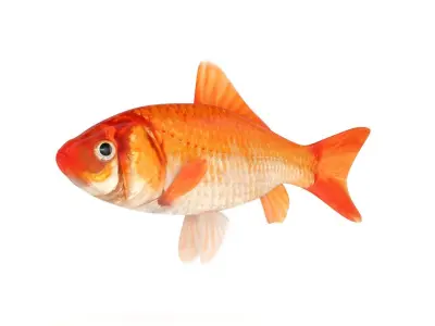 Gold Carp 3D model