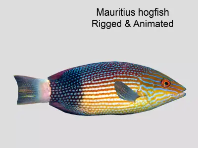 Mauritius hogfish Low-poly 3D model