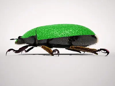 Scarab beetle 3D model