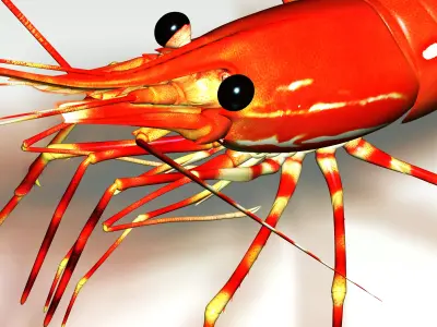Shrimp 3D model order