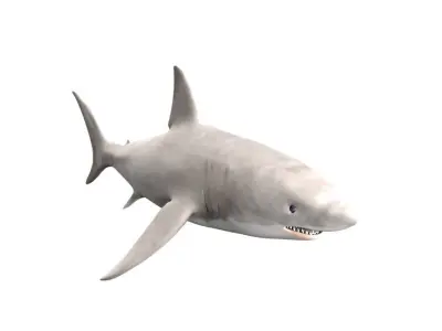 Shark Fish 3D model