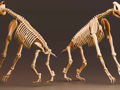 Realistic Mammals Fossil - Chalicotherium Low-poly 3D model