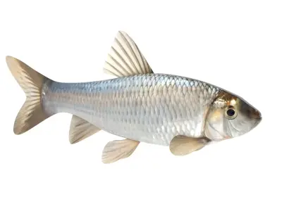 Fish Chub 3D model purchase
